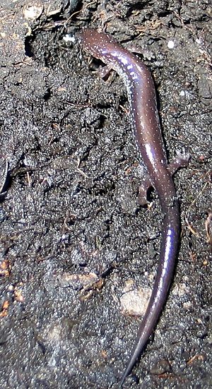 Redback Salamander Plethodon cinereus lead phase LML