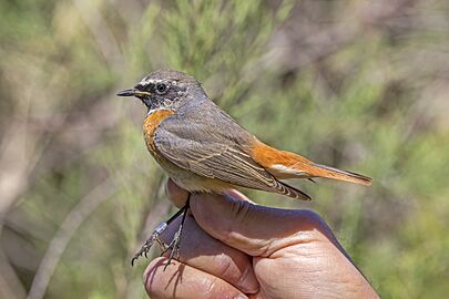 Redstart (Phoenicurus phoenicurus) male ringed Malta