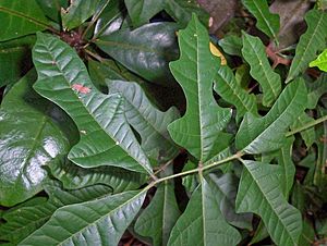 Rhodosphaera rhodanthema juvenile lobed leaves.jpg