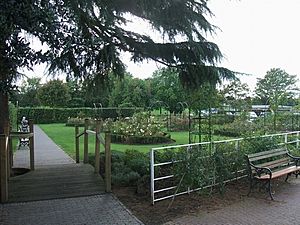 Rose Garden in Bantock Park - geograph.org.uk - 247034