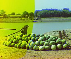 Sabirabad(Petropavlovka).Qarpızların Kür çayı boyunca idxal olunması