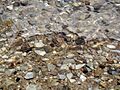 SaltCementedPebblesDeadSea