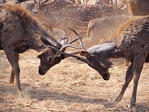 Sambar deers Fighting Silvassa