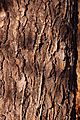 Scrub Pine Pinus virginiana Trunk Bark 2000px