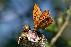 Silver-washed fritillary butterfly (Argynnis paphia) male 2