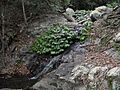 Small cascade above Mcgrory Falls