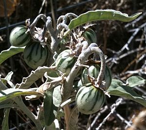 Solanum elaeagnifolium berries