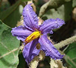 Solanum lycocarpum flower