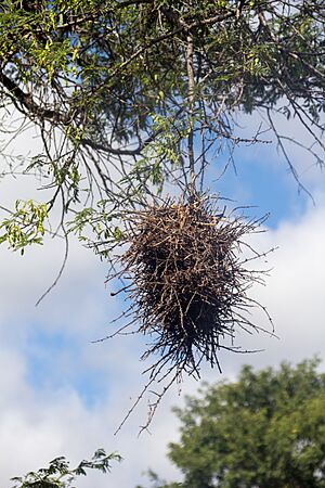 Some sort of bird's nest, Paraíba
