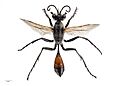 Specimen of Podalonia tydei (Le Guillou, 1841)