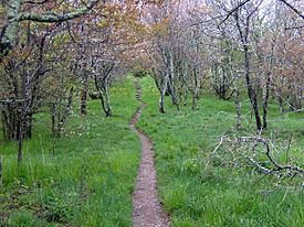 Spence-field-appalachian-trail