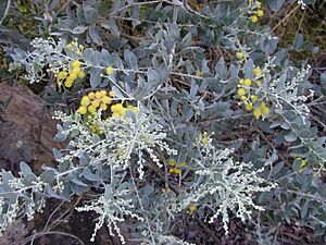 Starr 020911-0001 Acacia podalyriifolia