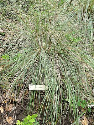 Stipa lemmonii - University of California Botanical Garden - DSC09020.JPG