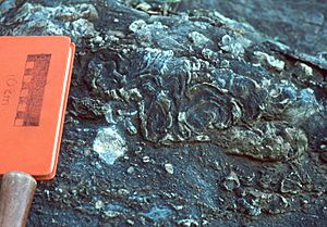 Stromatoporoid1 Keyser Formation