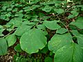 Styrax grandifolius
