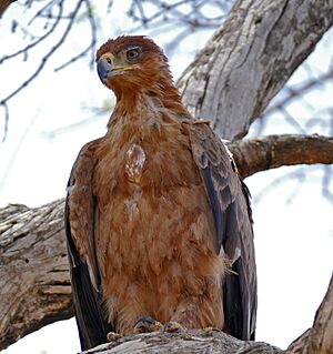 Tawny Eagle (Aquila rapax) (33280280216)