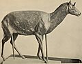 The American journal of science (1880) (17965682808)