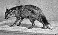 The Antarctic Wolf - Notes at the Zoological Gardens, Wolves - The Graphic 1873 (cropped)