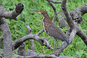 Tigrisoma lineatum -Uarini, Amazonas, Brasil -juvenile-8