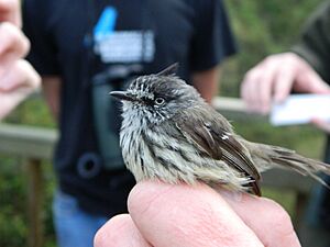 Tufted tit-tyrant right