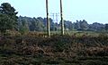 Tunstall Common - geograph.org.uk - 66446 cropped