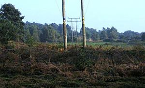 Tunstall Common - geograph.org.uk - 66446 cropped.jpg