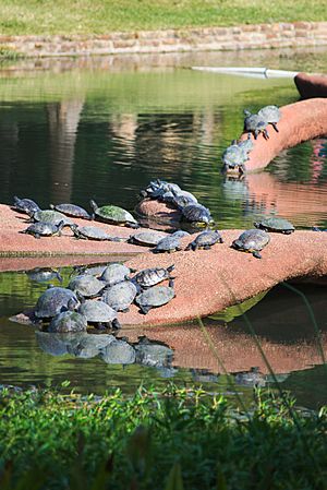 Turtles on a Fair Park Sculpture