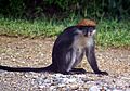 Udzungwa Red Colobus Stevage