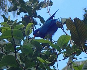 Vini Ultramarina - Ua Huka - Hane - Marquesas Islands
