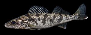 Walleye (Sander vitreus)