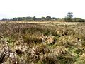 Wangford Fen, Wangford, Suffolk - geograph.org.uk - 609373