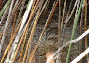 Warbler Namaqua 2015 01 24