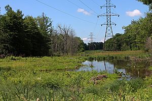Wetland near the headwaters of Stony Brook 4