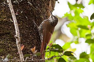 White-striped Woodcreeper (Lepidocolaptes leucogaster) (8079381062) (2).jpg
