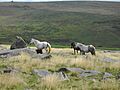 Wild Ponies