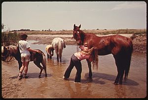 YOUNGSTERS WASH THEIR HORSES IN UPPER NEWPORT BAY IN ORANGE COUNTY. THE BAY IS SCHEDULED TO BECOME A YACHT HARBOR.... - NARA - 557418