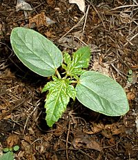 Young castor bean plant showing prominent cotyledons
