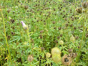 01764 - Hibiscus cannabinus (Eibisch)