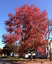 2014-10-30 11 09 40 Red Maple during autumn on Lower Ferry Road in Ewing, New Jersey.JPG
