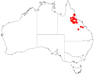 "Acacia burdekensis" occurrence data from Australasian Virtual Herbarium
