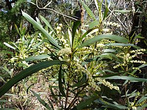 Acacia obtusifolia (5389497993).jpg