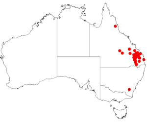 "Acacia semirigida" occurrence data from Australasian Virtual Herbarium