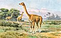 Aepycamelus Alticamelus hharder