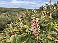 Aesculus parryi (Parry's Buckeye), Campo La Chorera, Baja California 01.jpg