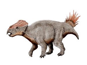 Ajkaceratops NT