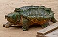 Alligator snapping turtle - Geierschildkröte - Alligatorschildkröte - Macrochelys temminckii 01