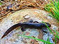Alpine newt's on a rock (Ichthyosaura alpestris)