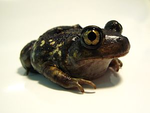 American Eastern Spadefoot Toad