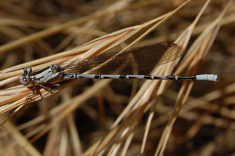Argia vivida-Male-2