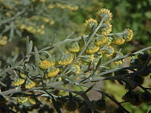 Artemisia thuscula (Asteraceae) (1).jpg